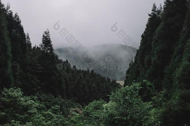 森林向明月山,江西,中国