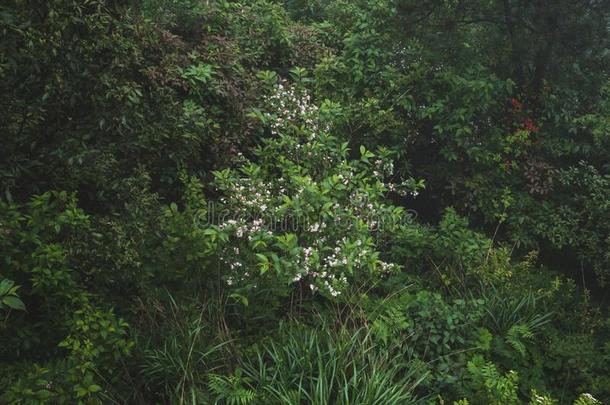 植物和花向明月山,江西,中国