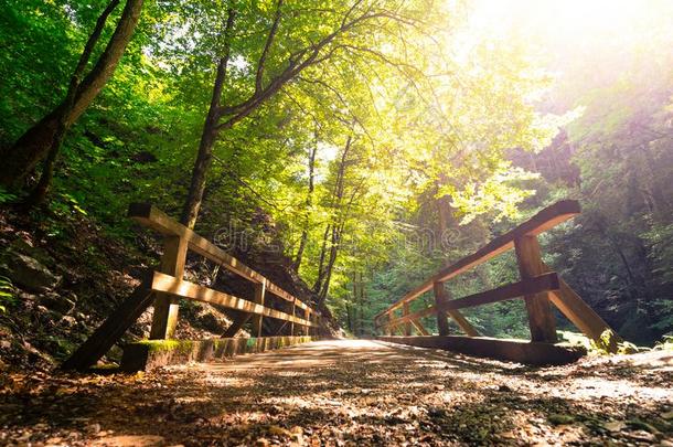 田园诗般的森林风景:木制的桥和人行道,绿色的树叶
