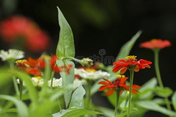 一美丽的花自然壁纸