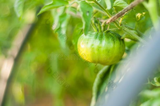 仔细的自家制的番茄生长的采用花园bedrooms卧室