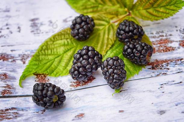 详述关于黑莓.多汁的和新鲜的个人简历黑莓从USSR苏联