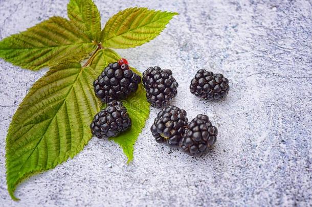 详述关于黑莓.多汁的和新鲜的<strong>个人简历</strong>黑莓从USSR苏联