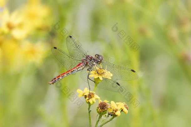 红色的和黄色的蜻蜓向黄色的花
