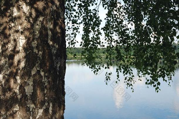 大大地桦树树树干和树叶在旁边指已提到的人河,关在上面