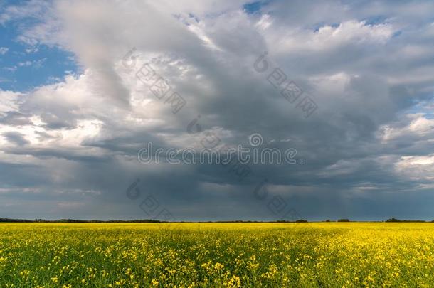 大草原暴风雨打扫越过加拿大油菜田