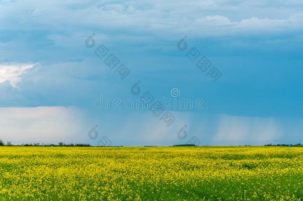 大草原暴风雨打扫越过加拿大油菜田