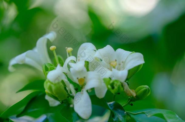 白色的花关于桔子茉莉属,缎木材,默里菌属<strong>异族</strong>事物Turkey土耳其
