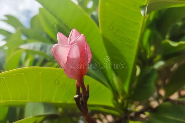 鸡蛋花粉红色的黄色的绿色的树叶鸡蛋花树