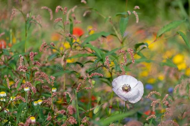 银莲花花生长的采用一田关于颜色鲜艳的野生的花s,photographer摄影师