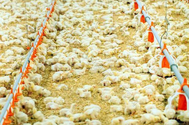 在室内鸡农场,鸡给食,大大地鸡蛋生产