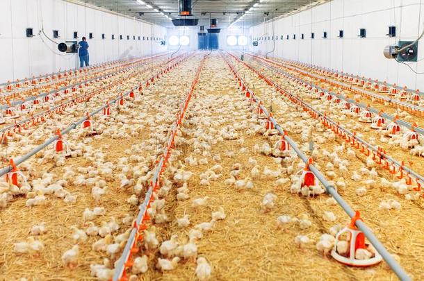 在室内鸡农场,鸡给食,大大地鸡蛋生产