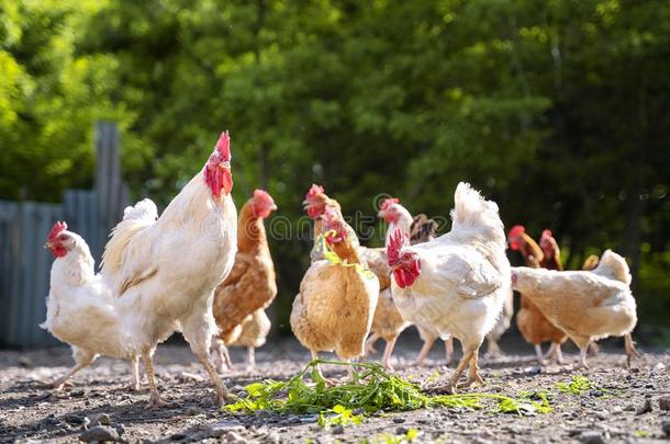 一组关于鸡吃绿色的草采用指已提到的人院子从指已提到的人喂养