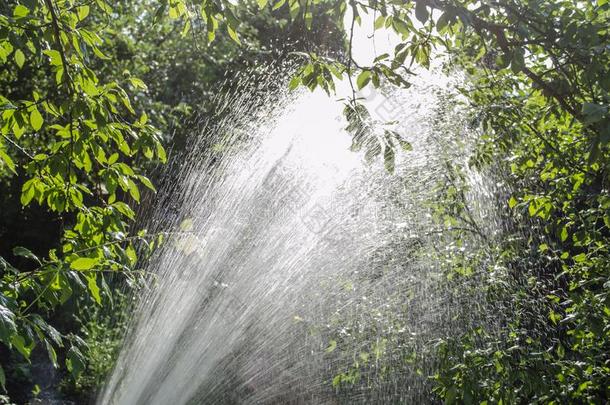 洒水花园设备-洒水器软管为灌溉植物