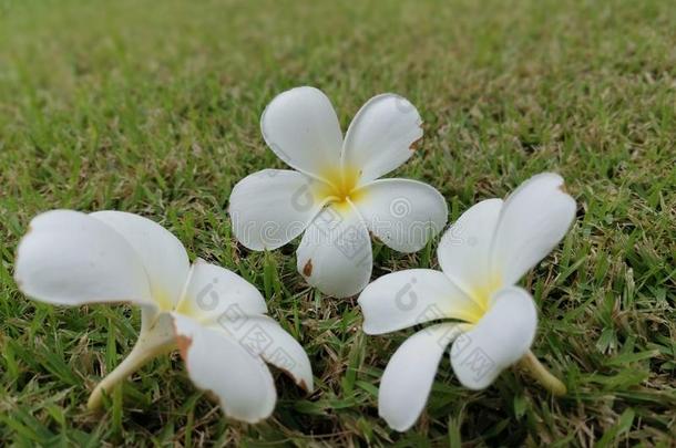 梅花,鸡蛋花,ThaiAirwaysInternational泰航国际花,家花园,花园ing