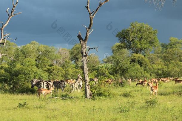 非洲的野生的鸟兽等-暴风雨-指已提到的人即Kruger国家的公园