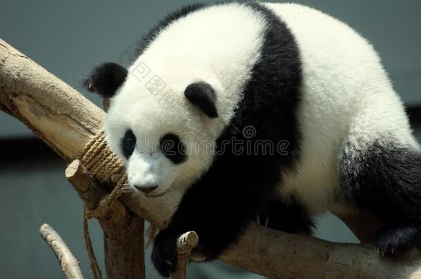 巨人熊猫采用熊猫保存中心