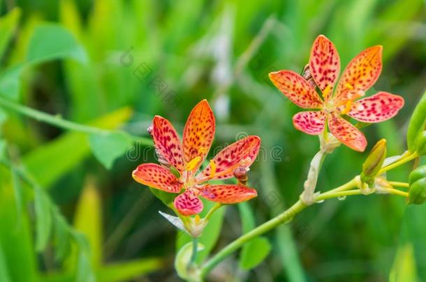 黑莓百合花碧海情缘