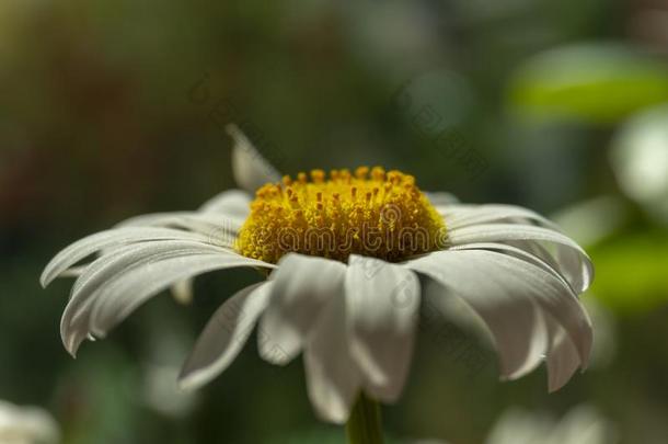 开花关于雏菊.牛眼菊雏菊,月亮雏菊