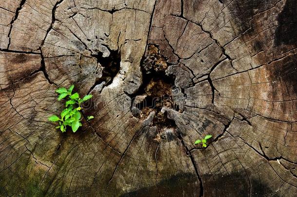 小的<strong>植物</strong>在老的木材<strong>树桩</strong>.