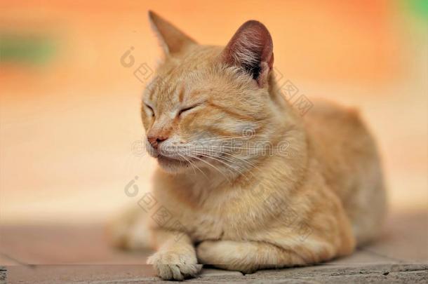 幸福的姜猫休息户外的,消遣家庭的动物