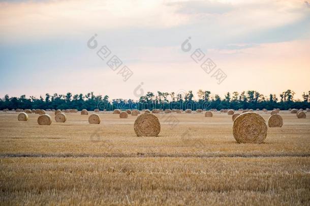 大的圆形的干草堆向田采用乡村