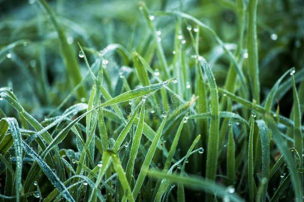 落下关于水珠向绿色的草,水小滴向草,早的黎明