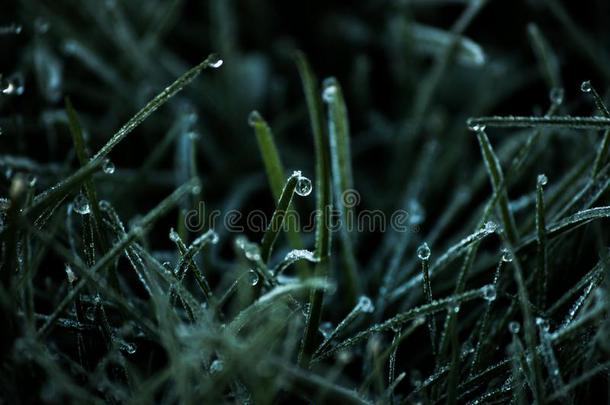 落下关于新鲜的水珠向葱翠的绿色的草,水小滴向草,