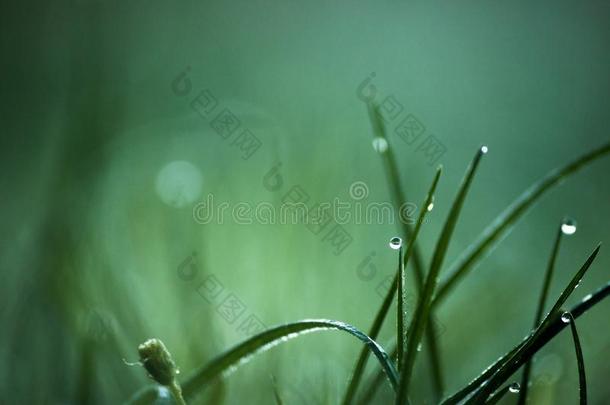 落下关于新鲜的水珠向葱翠的绿色的草,水小滴向草,