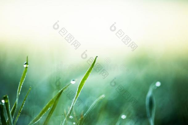 落下关于新鲜的水珠向葱翠的绿色的草,水小滴向草,