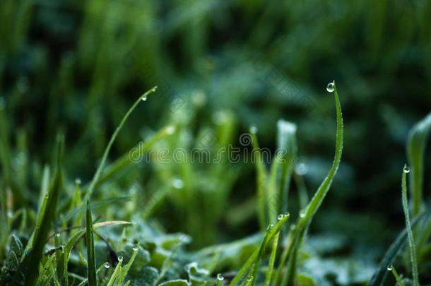 落下关于新鲜的水珠向葱翠的绿色的草,水小滴向草,