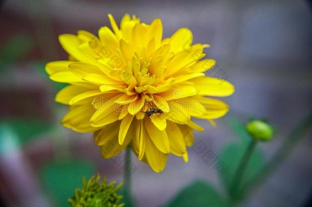 蜜蜂向一大的黄色的花...