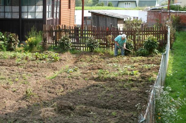 乡下的女人工作的采用指已提到的人花园蔬菜花园.