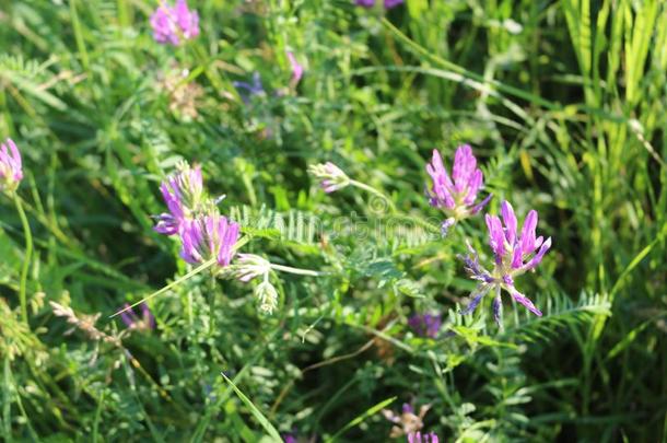 粉红色的花关于老鼠豌<strong>豆花</strong>采用指已提到的人草地采用夏