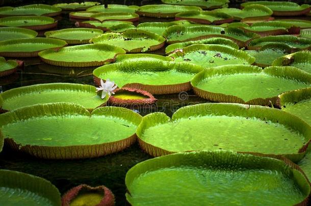 庞普勒穆斯植物学的花园,池塘和四轮折篷马车亚马逊grant-in-aid的<strong>拨款</strong>