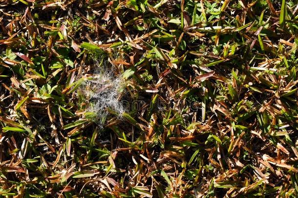 <strong>微</strong>湿的蜘蛛蜘蛛网采用一织地粗糙的l一wnb一ckground