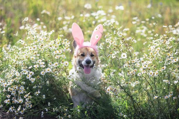 幸福的小狗狗红色的威尔士矮脚狗采用节日的复活节p采用k兔子耳向