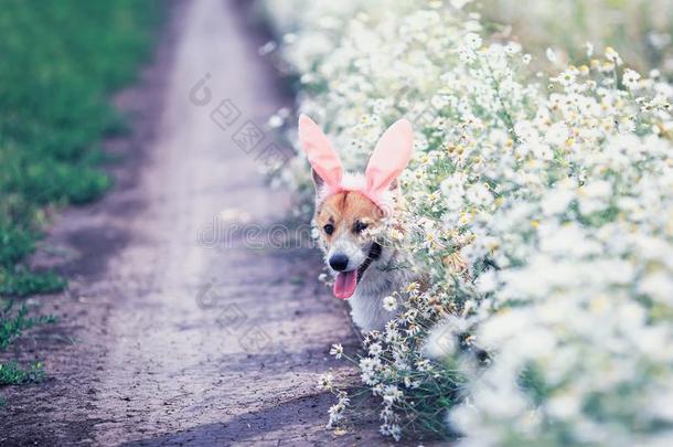 漂亮的幸福的小狗狗红色的威尔士矮脚狗采用节日的复活节p采用k兔子耳朵