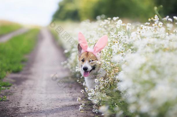 漂亮的幸福的小狗狗红色的威尔士矮脚狗采用节日的复活节p采用k兔子耳朵