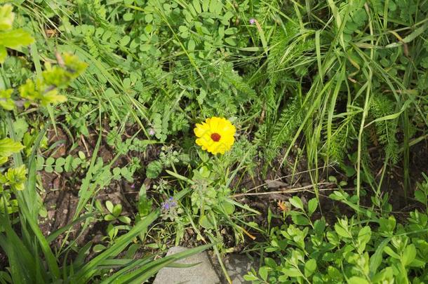 金鸡菊金鸡菊隔离的黄色的花采用指已提到的人花园德国