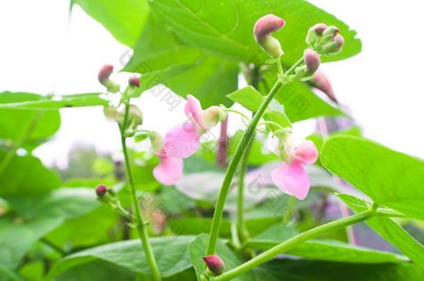 粉红色的豆花采用指已提到的人花园菜豆