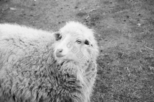 羊和签关于羊毛采用黑的和白色的