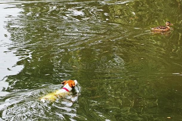 千斤顶拉塞尔英国工程师小猎狗打猎为一鸭子,哪一个熏鱼上附着的鳔一w一y从英语字母表的第8个字母