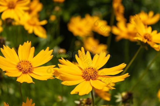 明亮的黄色的花关于荷兰薄荷金鸡菊金鸡菊柳叶刀