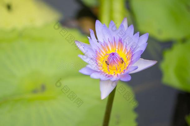 水百合花或莲花花和蜜蜂向绿色的树叶