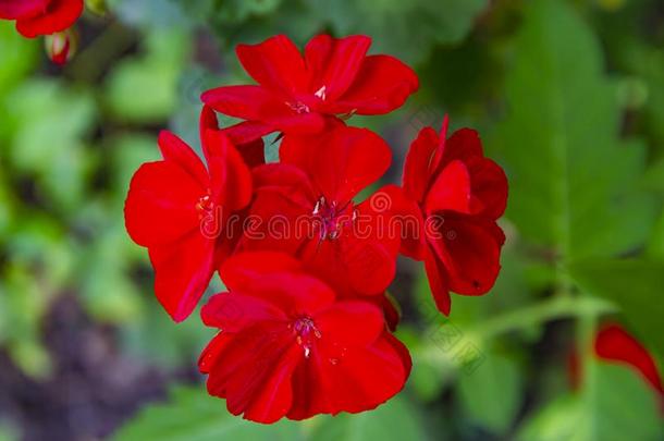 天竺葵属的植物花是（be的三单形式一红色的花pot