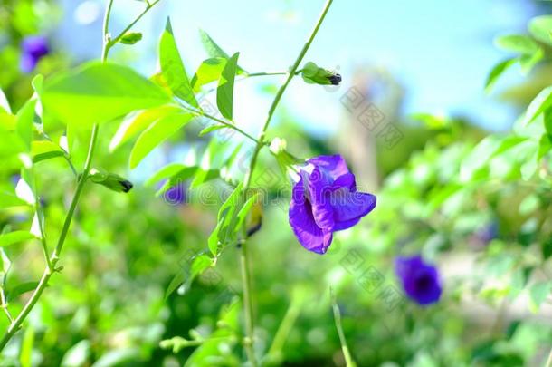 夏花向指已提到的人草地.野<strong>花草</strong>地<strong>花草</strong>地