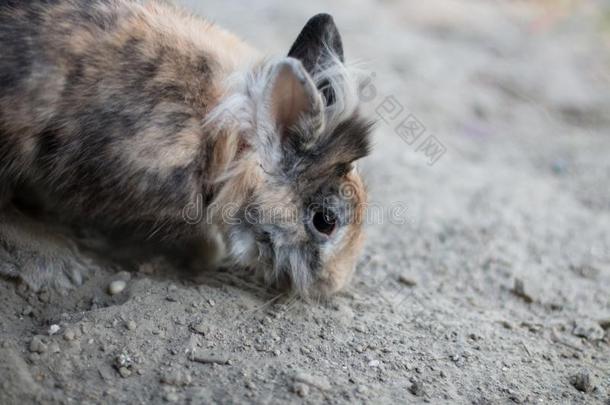 漂亮的宠物侏儒兔子挖掘在户外