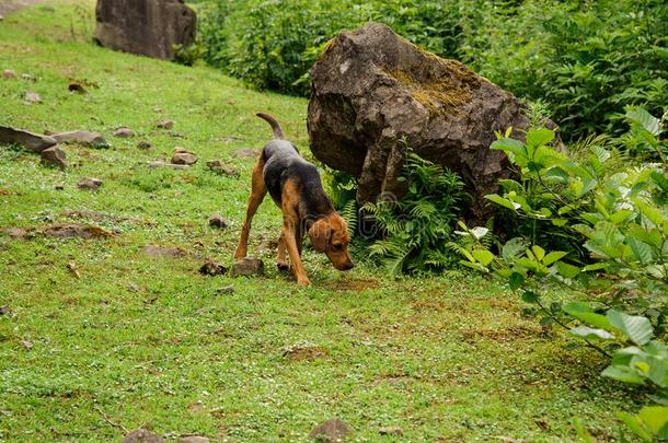 黑的和棕色的小狗演奏采用指已提到的人森林
