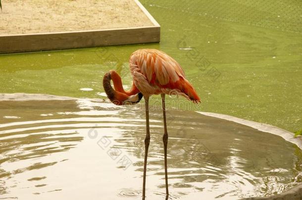 粉红色的红鹳采用一池塘采用一动物园.鸟采用c一ptivity.